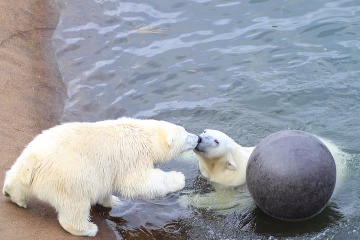 Tour to Ranua Zoo Wildlife Park Small Group Experience