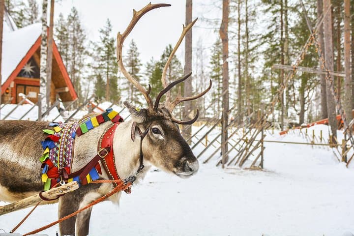 Rovaniemi Reindeer Farm visit and Safari