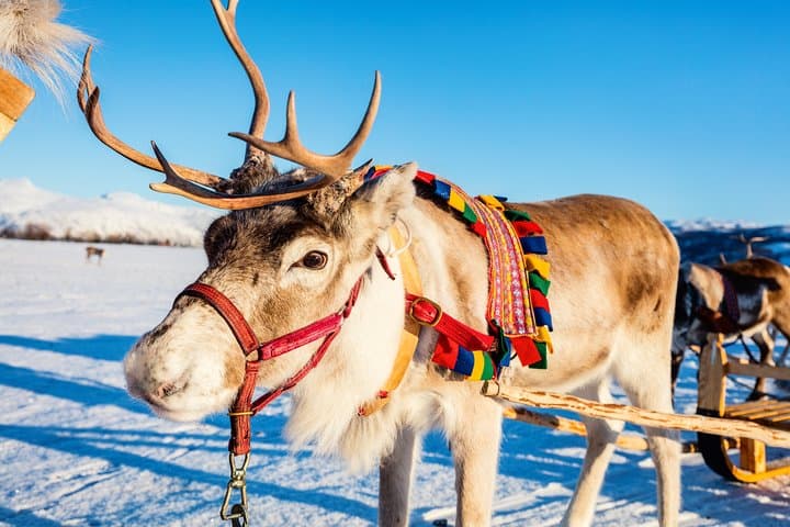 Rovaniemi Reindeer Farm visit and Safari