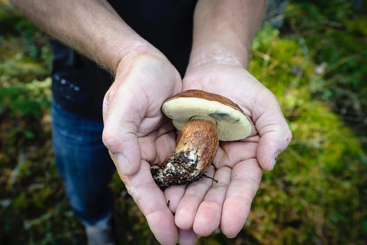A seasonal catch.