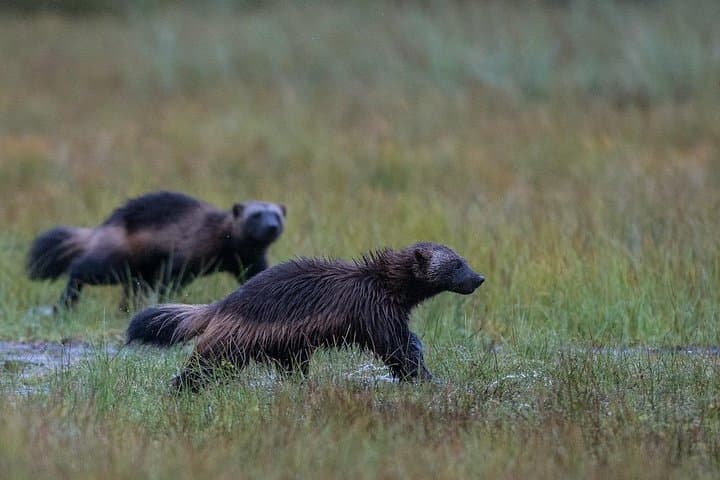 Wolverine Photography in Summer