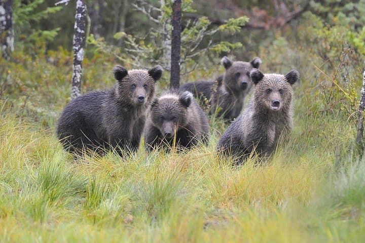 Bear and Cubs Photography