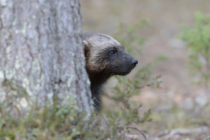 Wolverine Photography in Summer