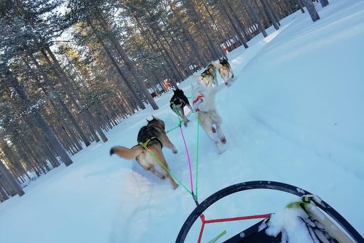 Husky safari