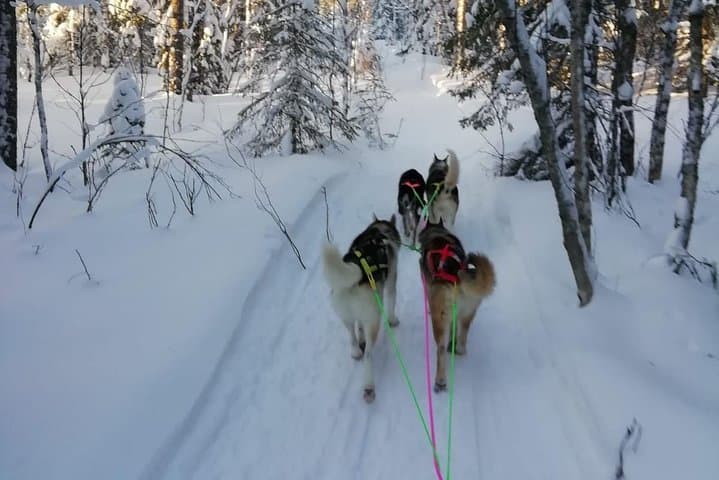Husky safari