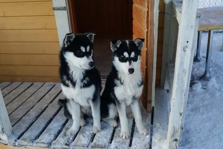 Husky safari