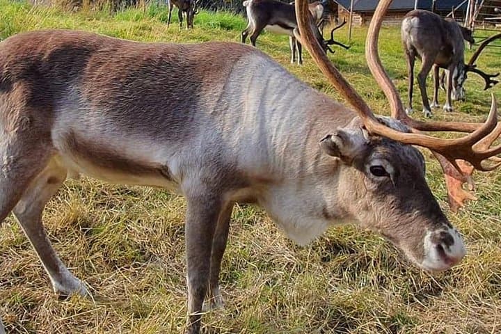 Summer: Visit Reindeer Farm & Husky park