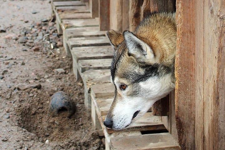 Summer: Visit Reindeer Farm & Husky park