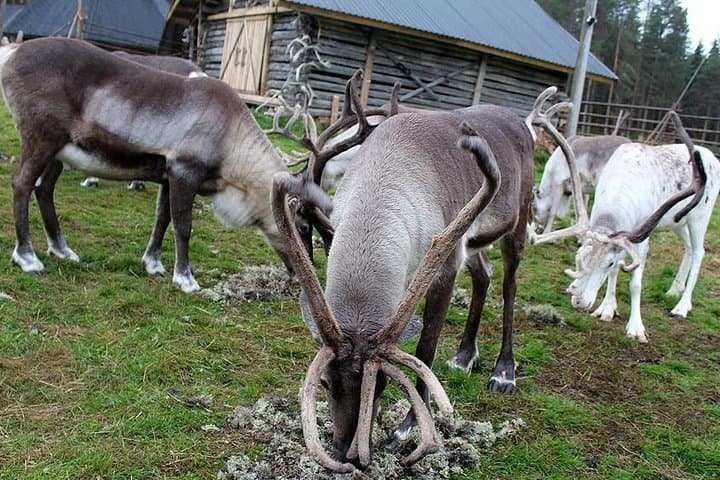 Summer: Visit Reindeer Farm & Husky park