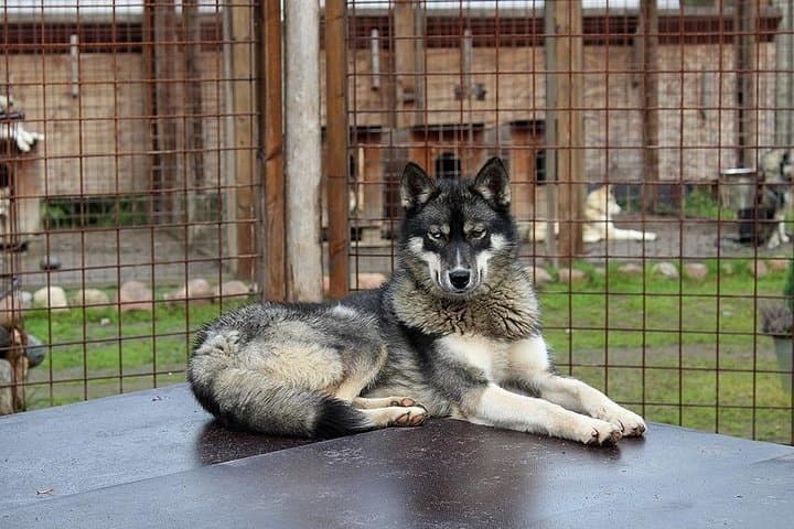 Summer: Visit Reindeer Farm & Husky park