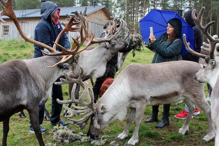 Summer: Visit Reindeer Farm & Husky park