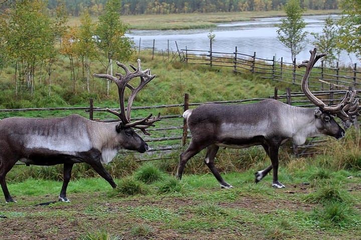 Summer: Visit Reindeer Farm & Husky park