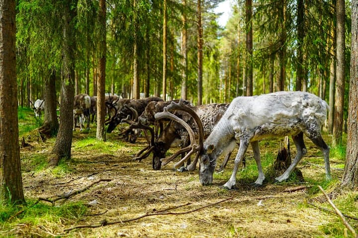 Visit a Lappish Reindeer Farm in the Summer