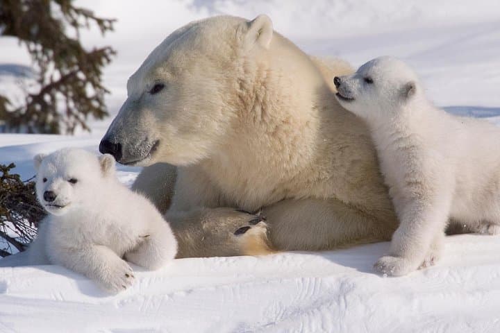 Ounasvaara and Ranua Zoo