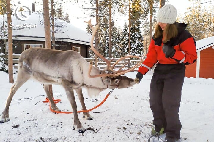 Reindeer Safari in Arctic Wilderness