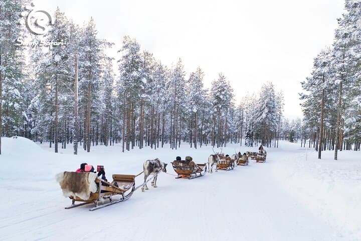 Reindeer Safari in Arctic Wilderness