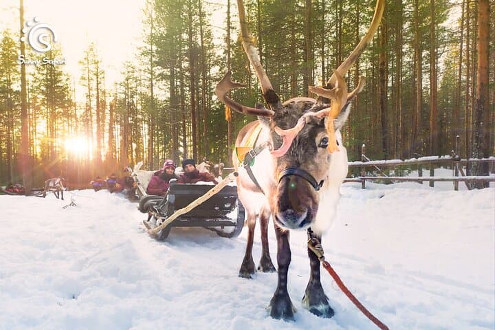 Reindeer Safari in Arctic Wilderness