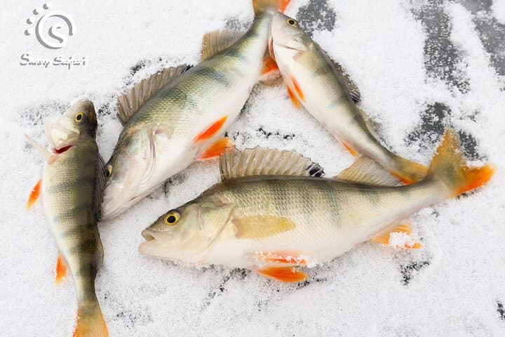 Great Ice Fishing Experience in Lapland