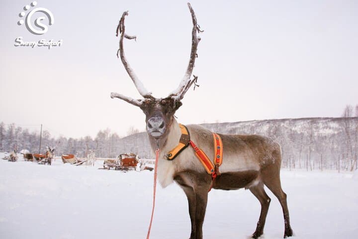 Reindeer Safari in Arctic Wilderness