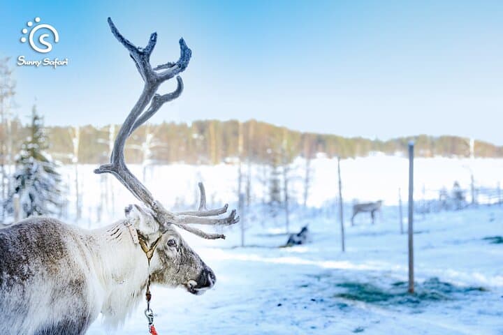 Reindeer Safari in Arctic Wilderness