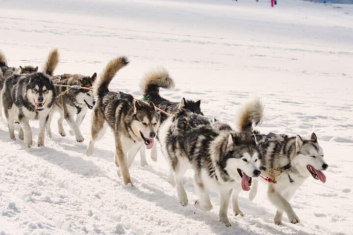 Husky Wild Running