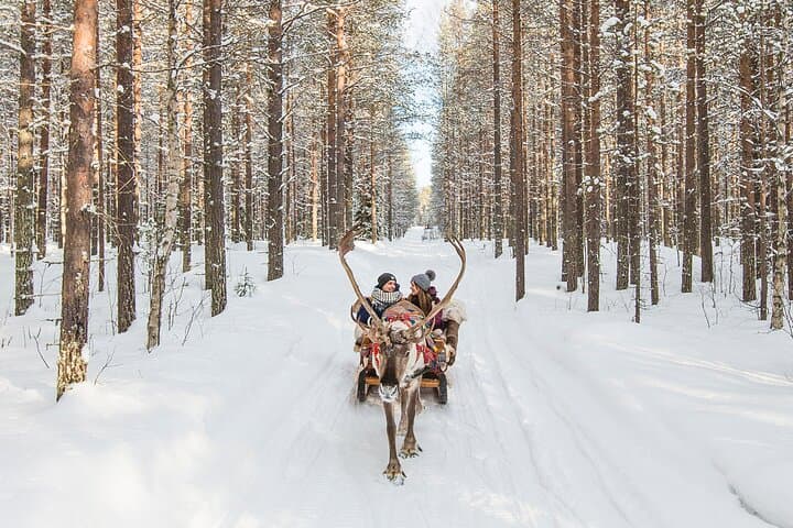 Reindeer Safari in Arctic Wilderness