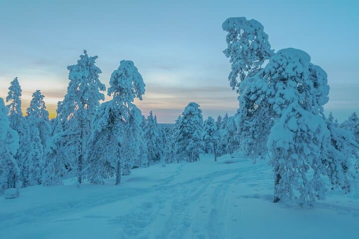 Group tour in Lapland