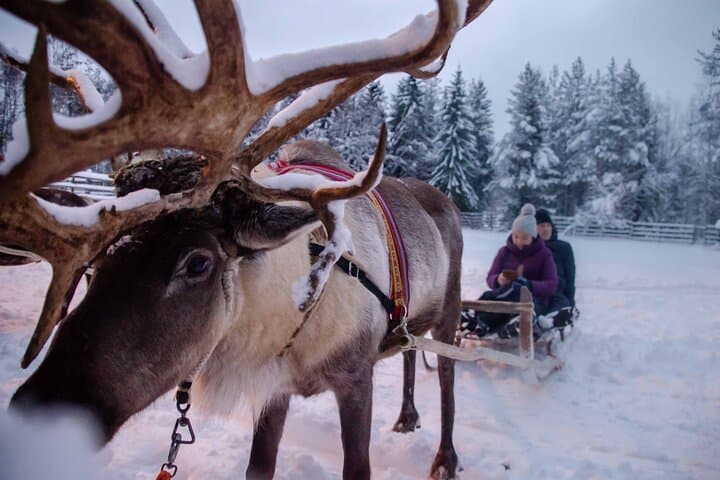 Authentic Reindeer Farm Experience in Rovaniemi