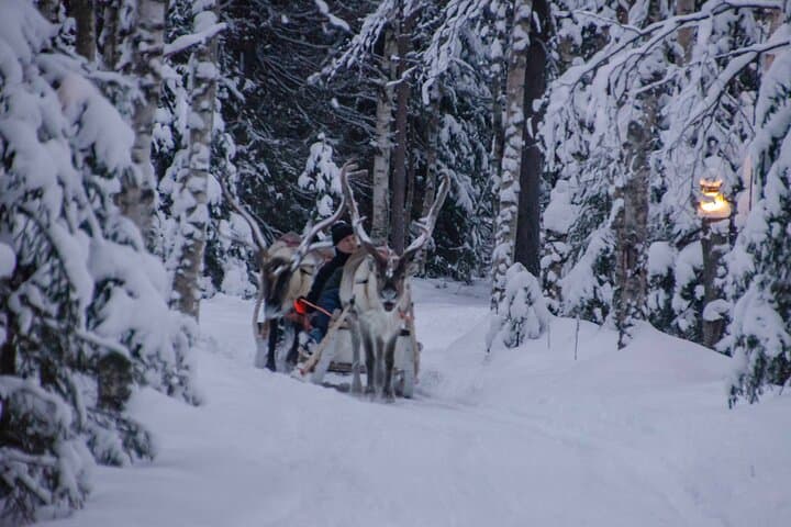 Authentic Reindeer Farm Experience in Rovaniemi