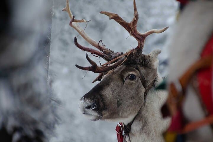 Authentic Reindeer Farm Experience in Rovaniemi