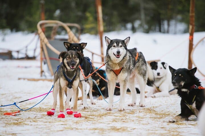 Santa Claus Village Day Tour with Hotel Pick up & Drop off