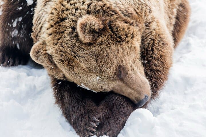 Full-Day Tour to Ranua Zoo with Pick Up from Rovaniemi