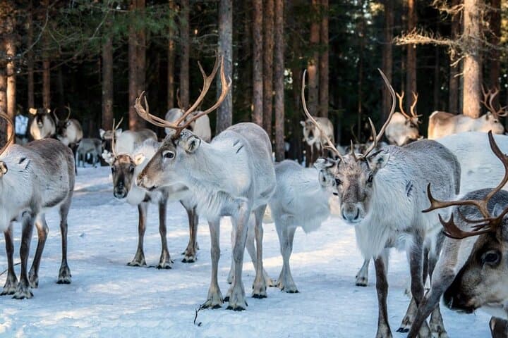 REINDEER FARM VISIT a real authentic experience