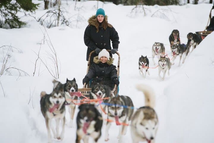 Arctic Husky Safari