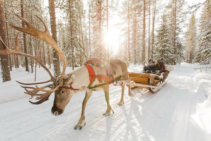 Arctic Reindeer Sleigh!