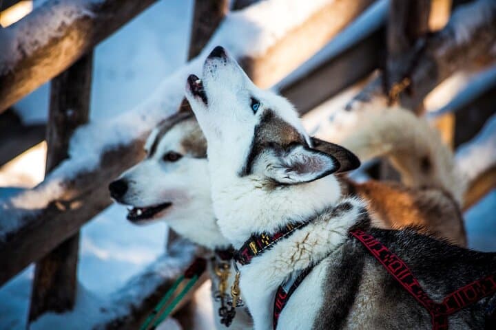 Arctic Animals Combo Safari, Reindeer and Husky Adventure