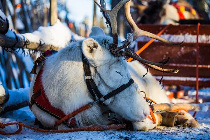 Arctic Animals Combo Safari, Reindeer and Husky Adventure