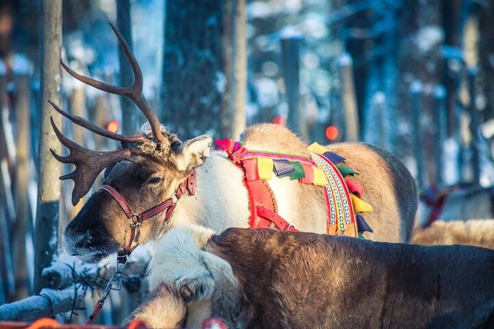Arctic Animals Combo Safari, Reindeer and Husky Adventure
