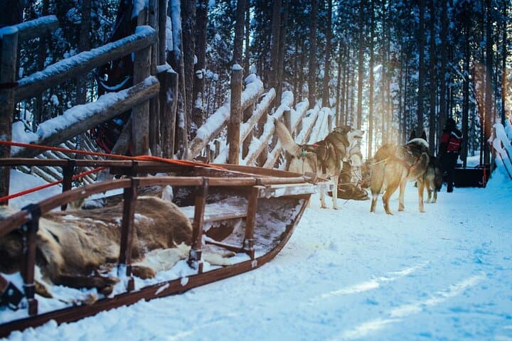 Arctic Animals Combo Safari, Reindeer and Husky Adventure