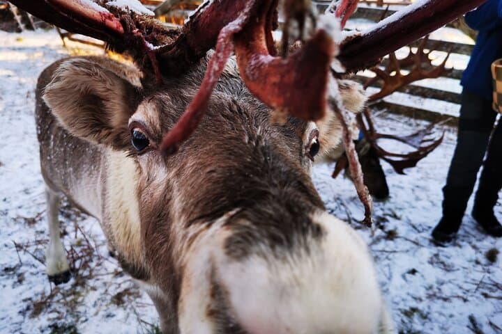 Arctic Reindeers!