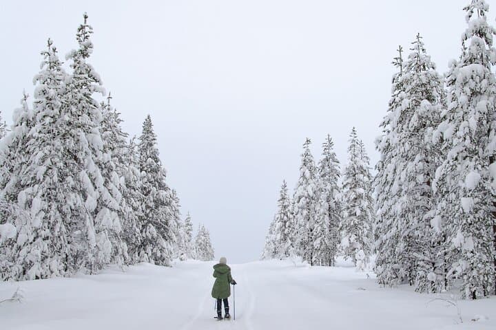 Small-Group Snowshoeing Adventure In Lapland
