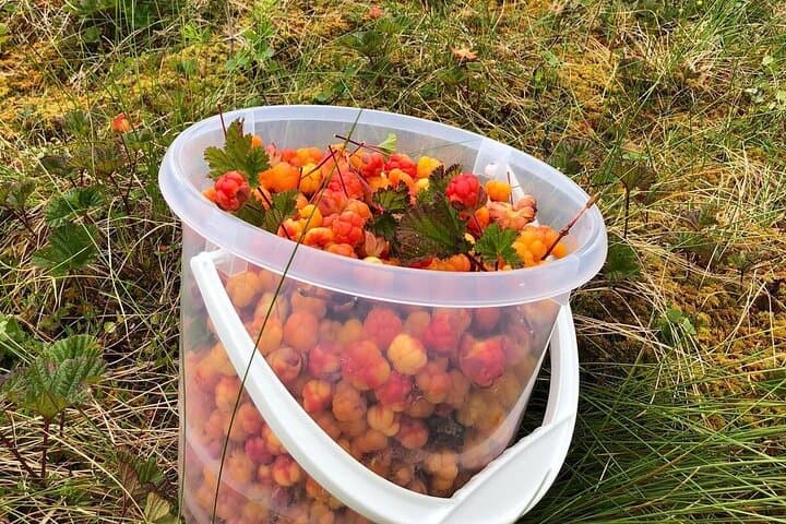 Wild Forest Berries and Mushrooms Picking Tour