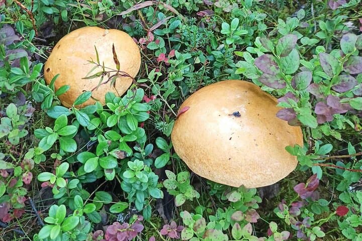 Wild Forest Berries and Mushrooms Picking Tour