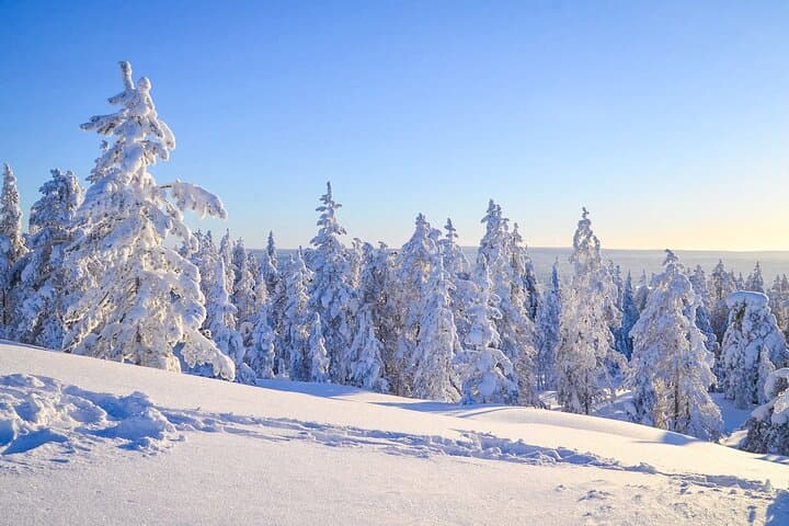 Beautiful frozen Taiga forest in Rovaniemi