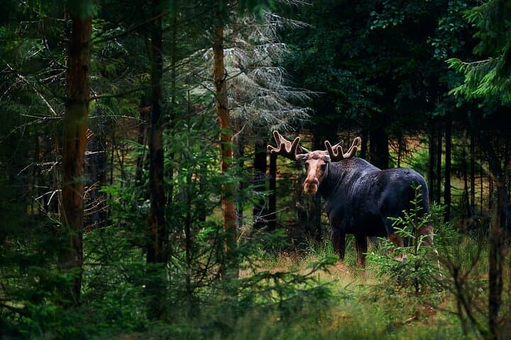 Small-Group Moose Wild Safari from Rovaniemi