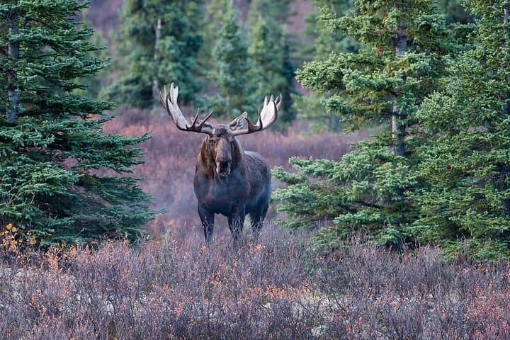 Small-Group Moose Wild Safari from Rovaniemi