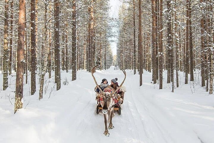 Forest Trail Reindeer Safari