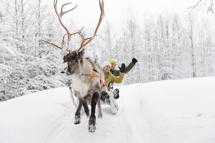 Forest Trail Reindeer Safari
