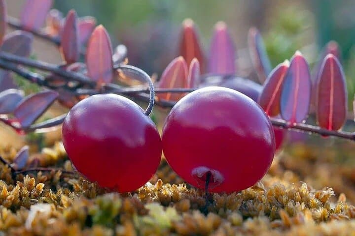 Lapland Berry Day Experience