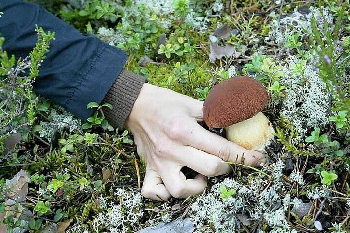 Lapland Berry Day Experience